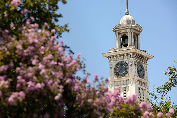 Madera County California clocktower with flowering tree