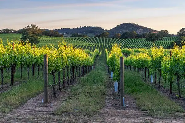 Sonoma County California sunset