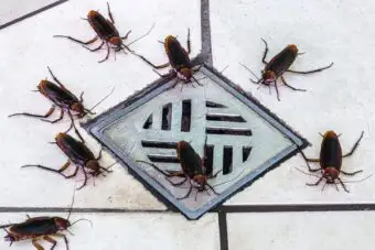 bugs in shower for an article on selling a home with a bug infestation