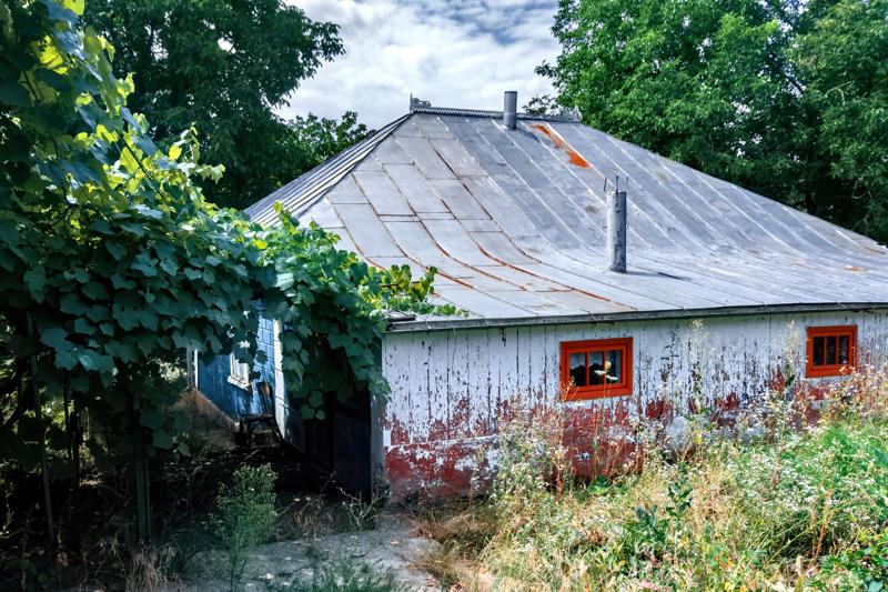Old rural house with wild grape vines and faded paint.